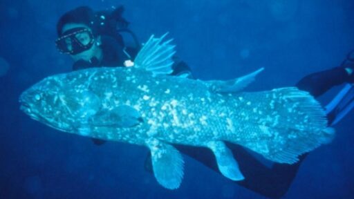 10 Fakta Menarik Ikan Coelacanth, Spesies Langka dari Gorontalo!