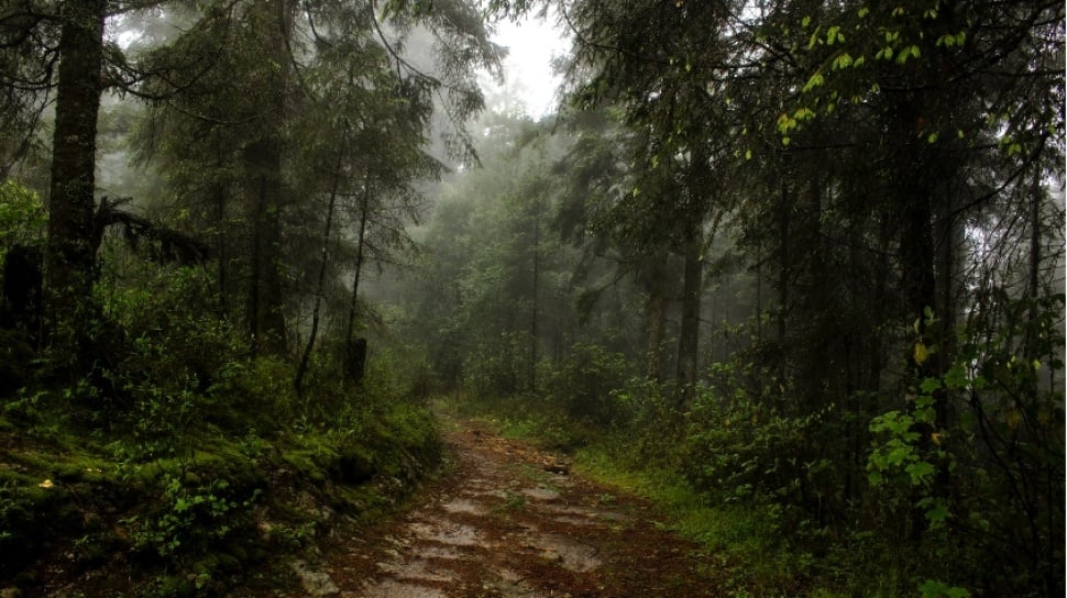 90 Juta Tahun Lalu: Antartika Menjadi Hutan Dinosaurus!