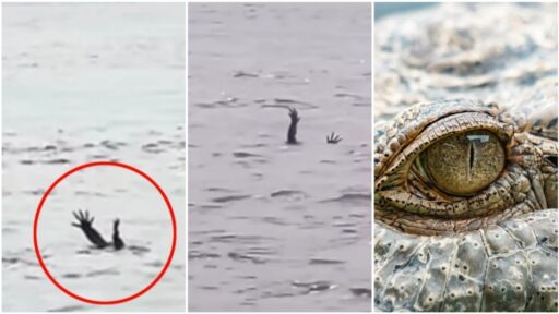 Buaya 'Akting' Mirip Tenggelam, Ilmuwan Ungkap Fakta Menarik!