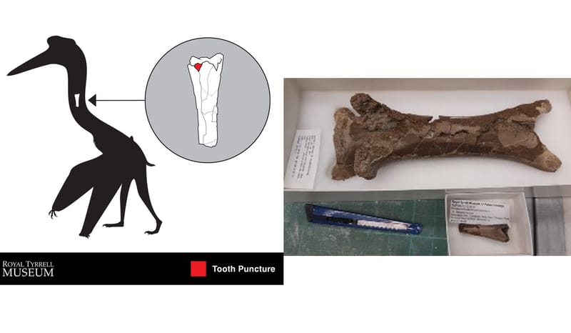 Fosil Tulang Leher Pterosaur di Kanada: Bukti Gigitan Buaya Purba!