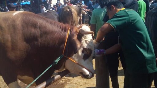 Kasus PMK di Klaten Meningkat, 1.236 Sapi Telah Divaksinasi!