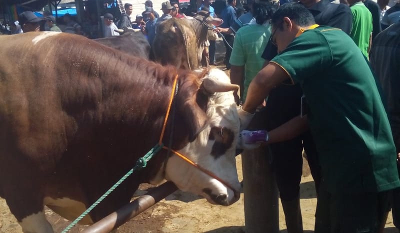 Kasus PMK di Klaten Meningkat, 1.236 Sapi Telah Divaksinasi!