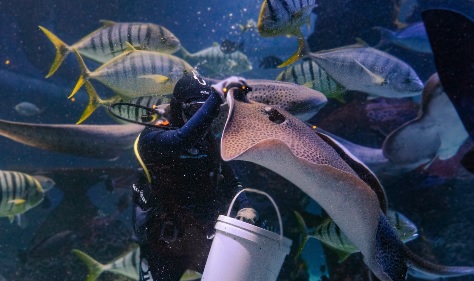 Liburan Seru di Jakarta Aquarium: Tiket, Jam Buka, dan Wahana Baru!