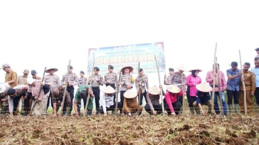 Pemkab-Polres Tanah Datar Bersinergi Tanam Jagung Swasembada Pangan