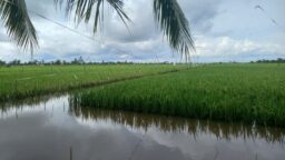 Petani Banjar Diimbau Tunda Tanam Padi Antisipasi Puso Banjir