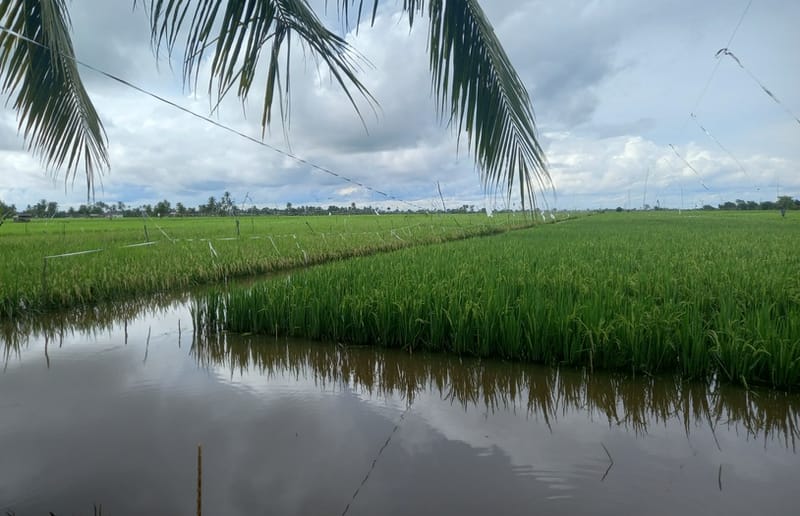 Petani Banjar Diimbau Tunda Tanam Padi Antisipasi Puso Banjir