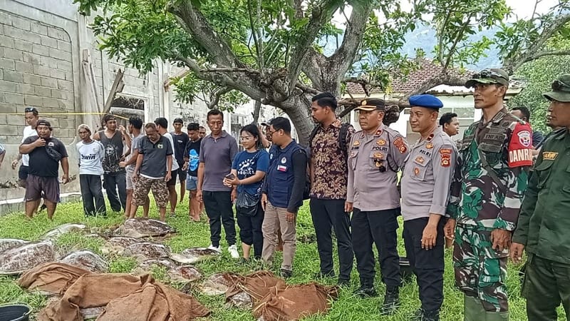 Polisi Buru Penyelundup 22 Ekor Penyu di Pemuteran, Buleleng!