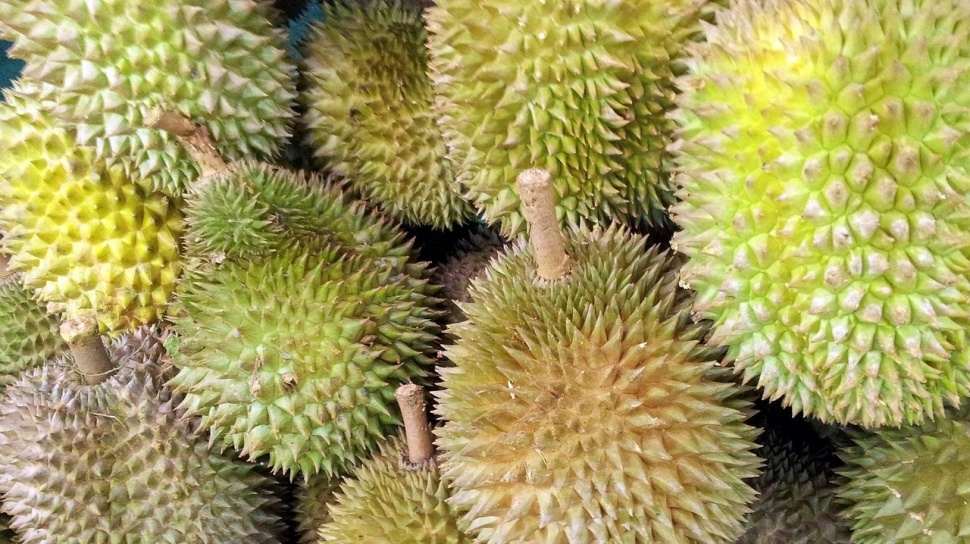 Ribuan Durian Dijarah Usai Kecelakaan, Netizen: Jahat Banget!