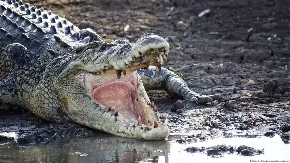 Serangan Buaya di Indonesia Tertinggi: Kerusakan Habitat Penyebab Utama