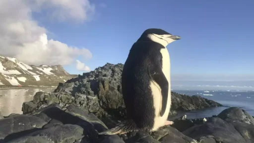 Studi Menarik: Penguin Bisa 'Bercerai' Usai Gagal Reproduksi!