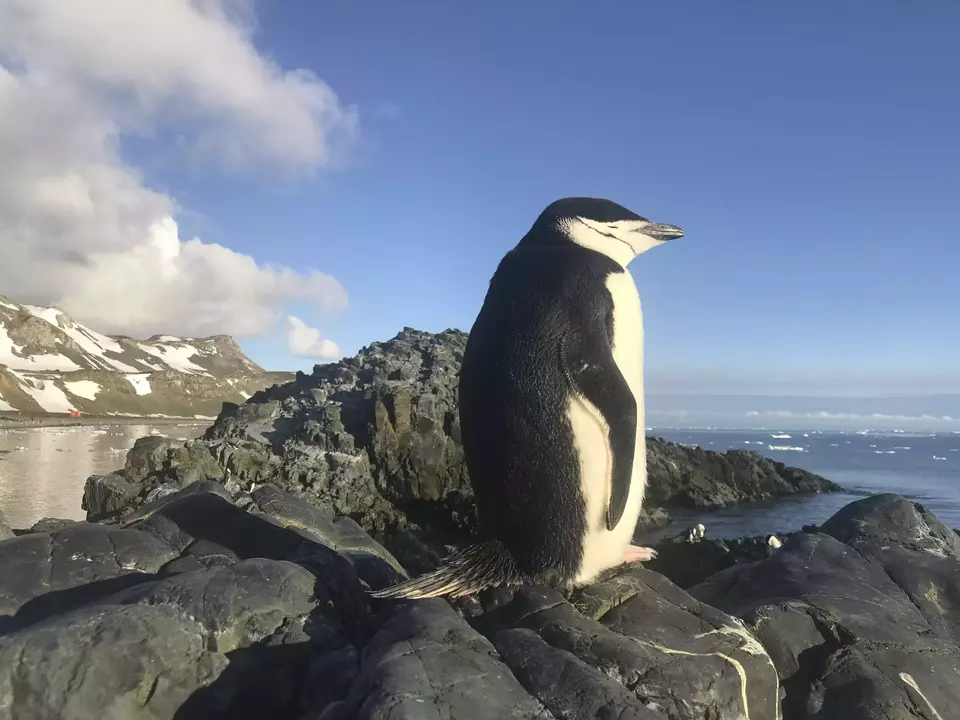 Studi Menarik: Penguin Bisa 'Bercerai' Usai Gagal Reproduksi!