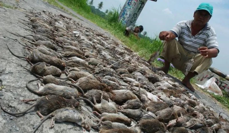 10 Jurus Jitu Pengendalian Hama Tikus dari Kementerian Pertanian