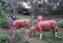 257 Hektare Kebun Sawit Kalsel Siap Dukung Program Sapi-Sawit