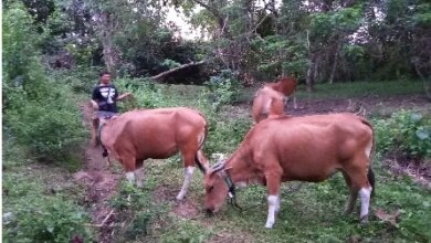 257 Hektare Kebun Sawit Kalsel Siap Dukung Program Sapi-Sawit