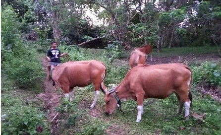 257 Hektare Kebun Sawit Kalsel Siap Dukung Program Sapi-Sawit