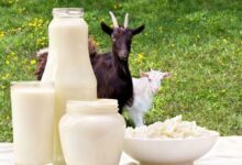 5 Manfaat Susu Kambing Etawa untuk Daya Tahan Tubuh Anda