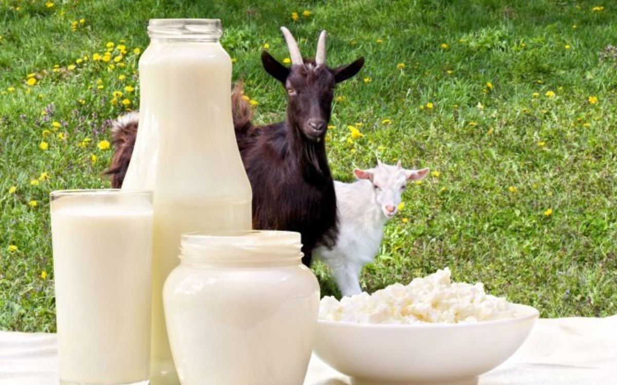 5 Manfaat Susu Kambing Etawa untuk Daya Tahan Tubuh Anda