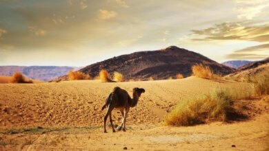 Awan Debu Sahara Bawa Jejak Radioaktif Uji Nuklir ke Eropa!