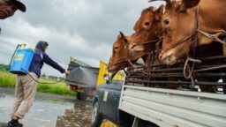 Guru Besar IPB Serukan Penghentian Impor Sapi dari India!