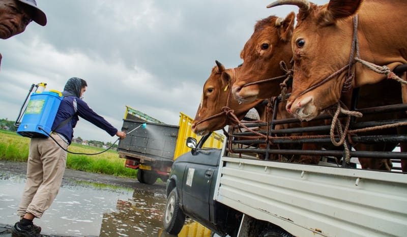 Guru Besar IPB Serukan Penghentian Impor Sapi dari India!