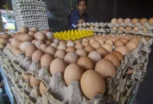 Harga Telur Ayam Meroket, Warga AS Beralih ke Beternak Ayam!