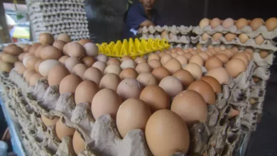 Harga Telur Ayam Meroket, Warga AS Beralih ke Beternak Ayam!