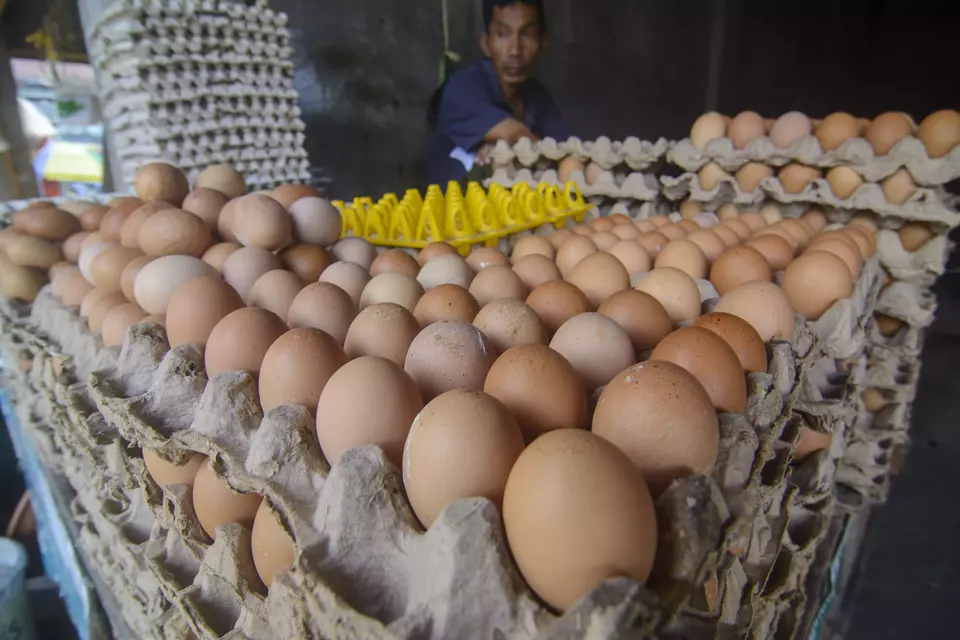 Harga Telur Ayam Meroket, Warga AS Beralih ke Beternak Ayam!