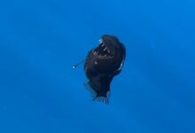 Ikan Anglerfish Tiba-Tiba Muncul dari Kegelapan Laut Dalam!