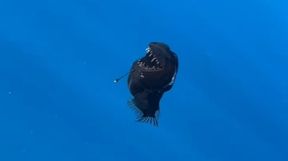 Ikan Anglerfish Tiba-Tiba Muncul dari Kegelapan Laut Dalam!