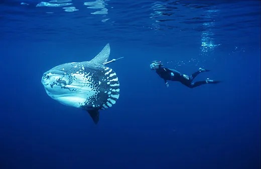 Jepang Temukan Cara Unik Menghibur Ikan Mola-mola Kesepian