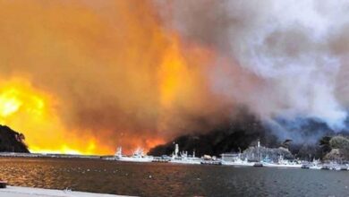 Jepang Terbakar: Kebakaran Hutan Ludeskan 600 Hektare, 84 Rumah Hancur!