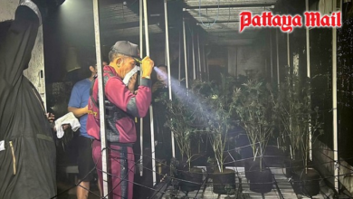 Kebakaran Kebun Ganja di Thailand Bikin Warga Teler dan Tertawa