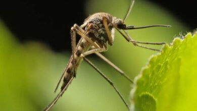 Kenali Pencegahan dan Gejala Virus Zika: Lindungi Kesehatan Anda!