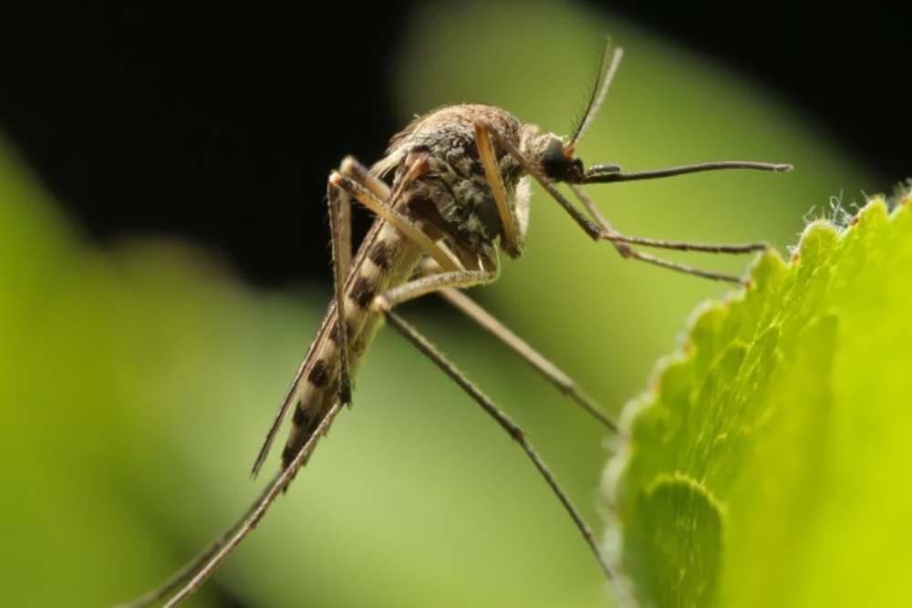 Kenali Pencegahan dan Gejala Virus Zika: Lindungi Kesehatan Anda!