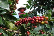 Kredit Rp67,2 Miliar Diluncurkan untuk Mendorong Industri Kopi Indonesia