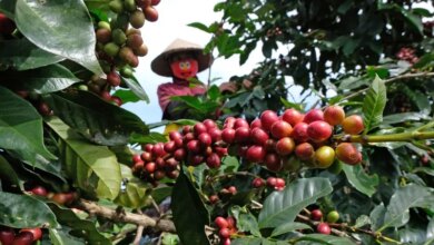 Kredit Rp67,2 Miliar Diluncurkan untuk Mendorong Industri Kopi Indonesia