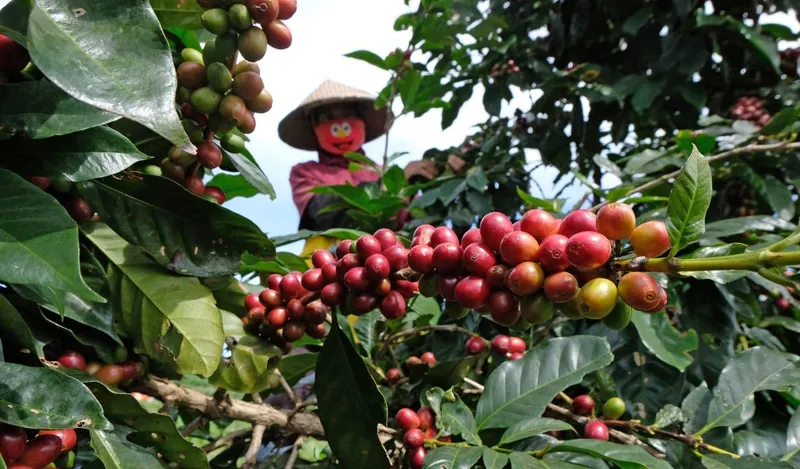 Kredit Rp67,2 Miliar Diluncurkan untuk Mendorong Industri Kopi Indonesia