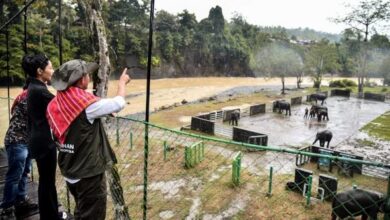 Menhut Tinjau Konservasi Gajah Tangkahan: Dari Illegal Logging ke Alam