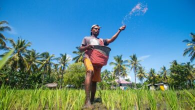 Petani Nagekeo NTT: Pupuk Subsidi Tingkatkan Ketahanan Pangan