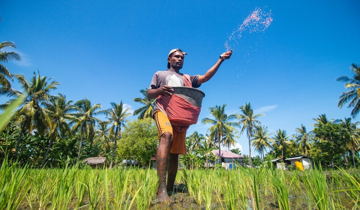 Petani Nagekeo NTT: Pupuk Subsidi Tingkatkan Ketahanan Pangan