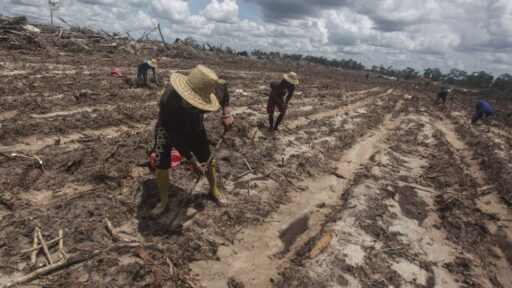 Prabowo Ditegur: Proyek Food Estate Gagal Ancaman Swasembada Pangan