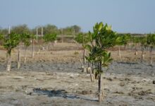 Ribuan Bibit Mangrove Ditanam di Bali untuk Tekan Emisi Karbon