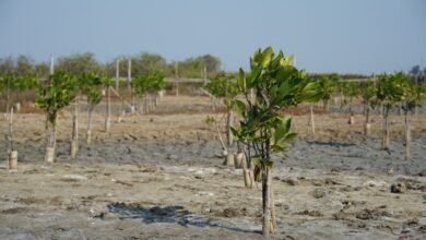 Ribuan Bibit Mangrove Ditanam di Bali untuk Tekan Emisi Karbon