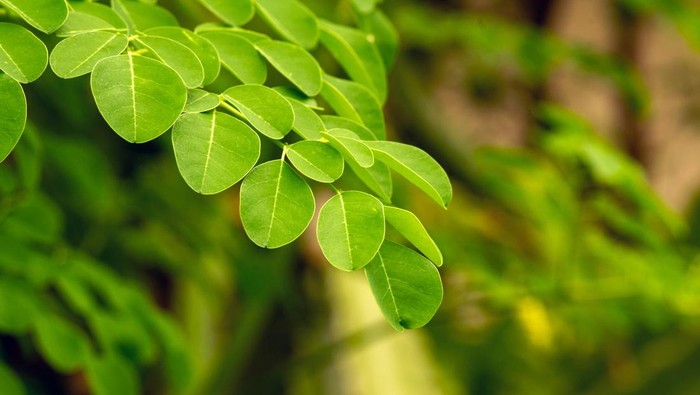 4 Kelompok yang Harus Tunda Konsumsi Daun Kelor, Siapa Saja?