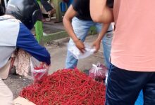 Harga Cabai Keriting di Bengkulu Anjlok Jadi Rp50 Ribu/Kg!