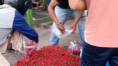 Harga Cabai Keriting di Bengkulu Anjlok Jadi Rp50 Ribu/Kg!