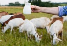 Inovasi Susu Kambing Etawalin: Nutrisi dan Khasiat Herbal Sehat