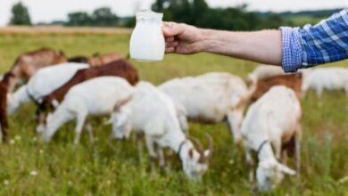 Inovasi Susu Kambing Etawalin: Nutrisi dan Khasiat Herbal Sehat