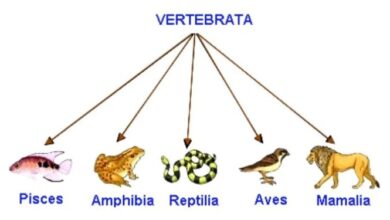 Kenali Vertebrata: Apa Itu? Simak Penjelasannya di Sini!