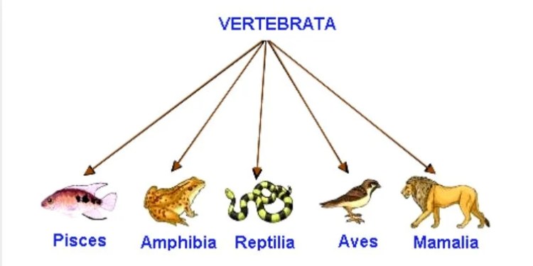 Kenali Vertebrata: Apa Itu? Simak Penjelasannya di Sini!